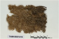 藏品(岸生泥炭苔)的圖片